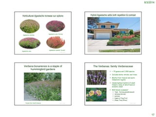 8/3/2014
17
Horticultural Agastache increase our options
© Project SOUND
Agastache cana ‘Sinning’
Agastache cana
Agastache rupestris ‘Sunset’
Agastache urticifolia
© Project SOUND
Hybrid Agastache adds both repetition & contrast
Verbena bonariensis is a staple of
hummingbird gardens
© Project SOUND
http://www.deborahsilver.com/blog/a-particular-planting/hudas-05-27/
Comes from South America
The Verbenas: family Verbenaceae
 ~ 75 genera and 3,000 species
 Includes herbs, shrubs, and trees
 Mostly from tropical and warm
temperate regions.
 Heads/spikes/clusters of small
flowers, many of which have an
aromatic smell
 Well-known examples”
 Teak -Tectona grandis (wood)
 Verbena/Vervain
 Lantana
 Lippia or Frog Fruit
 Chase Tree (Vitex)
© Project SOUND
http://delawarewildflowers.org/images/verbena_hastata.jpg
http://www.easttennesseewildflowers.com/gallery/var/albums/Texas09/Copy_of_Lantana_TX1.jp
g?m=1348906529
 