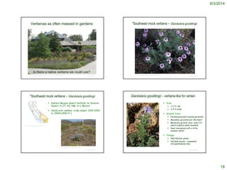 8/3/2014
18
Verbenas as often massed in gardens
© Project SOUNDhttp://powellgardens.blogspot.com/2010/10/reflections-of-grand-growing-season.html
Is there a native verbena we could use?
© Project SOUND
*Southwest mock verbena – Glandularia gooddingii
http://www.wildflower.org/plants/result.php?id_plant=GLGO
 Eastern Mojave desert foothills; ne Sonoran
Desert to UT, AZ, NM to n. Mexico
 Sandy soils, washes, rocky slopes, 1200–2000
m. (4000-6500 ft.)
© Project SOUND
*Southwest mock verbena – Glandularia gooddingii
http://ucjeps.berkeley.edu/cgi-bin/get_cpn.pl?GLGO
http://www.delange.org/Verbena/Verbena.htm
© Project SOUND
Glandularia gooddingii – verbena-like for certain
 Size:
 1-2 ft tall
 2-4 ft wide
 Growth form:
 Herbaceous/part-woody perennial
 Mounded, groundcover-like habit
 Moderate growth rate; lives 3-5
years (replace when needed)
 Near evergreen with a little
summer water
 Foliage:
 Pale/medium green
 Variable leaves – somewhat
chrysanthemum-like
 