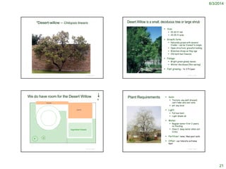 8/3/2014
21
© Project SOUND
*Desert-willow – Chilopsis linearis
http://www.pssc.ttu.edu/techhort/PLANTID/desert/dsrtwllw.htm
© Project SOUND
Desert Willow is a small, deciduous tree or large shrub
 Size:
 15-30 ft tall
 15-25 ft wide
 Growth form:
 Naturally grows with several
trunks – can be trained to single
 Open structure; graceful looking
 Branches droop as they age
 Old bark has fissures
 Foliage:
 Bright green glossy leaves
 Winter-deciduous (Nov-spring)
 Fast growing – to 3 ft/year
http://www.wildflower.org/gallery/result.php?id_image=21922
We do have room for the Desert Willow
© Project SOUND
porch
house
Vegetable/Annuals
N
6’ 4’
© Project SOUND
Plant Requirements  Soils:
 Texture: any well-drained;
can’t take very wet soils
 pH: any local
 Light:
 Full sun best
 Light shade ok
 Water:
 Regular water first 2 years;
no flooding
 Zone 2; deep water when soil
is dry
 Fertilizer: none; likes poor soils
 Other: can tolerate extreme
heathttp://ag.arizona.edu/pima/gardening/aridplants/Chilopsis_linearis.html
 