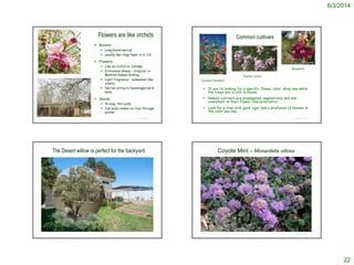 8/3/2014
22
© Project SOUND
Flowers are like orchids
 Blooms:
 Long bloom period
 usually Apr-Aug/Sept. in S. CA
 Flowers:
 Like an orchid or Catalpa
 Extremely showy – tropical- or
Mediterranean-looking
 Light fragrance – somewhat like
violets
 Nectar attracts hummingbirds &
bees
 Seeds:
 In long, thin pods
 Tan pods remain on tree through
winter
http://www.wildflower.org/gallery/result.php?id_image=21931
http://www.smugmug.com/gallery/1788381_t5i7e/1/91507869_yreg7#91507869_yreg7
© Project SOUND
Common cultivars
 If you're looking for a specific flower color, shop now while
the trees are in still in bloom.
 Named cultivars are propagated vegetatively and are
consistent in their flower characteristics.
 Look for a tree with good vigor and a profusion of blooms in
the color you like.
‘Lucretia Hamilton’
http://www.hort.purdue.edu/newcrop/procee
dings1999/v4-436.html
‘Burgandy’
‘Warren Jones’
http://www.flickr.com/photos/vsny/2530579994/
© Project SOUND
The Desert willow is perfect for the backyard
© Project SOUND
Coyote Mint – Monardella villosa
http://drystonegarden.com/index.php/2010/08/august-bloom-day/
 