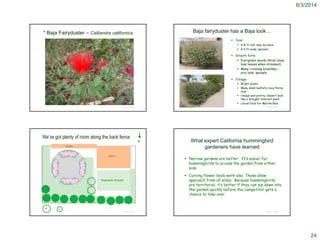 8/3/2014
24
© Project SOUND
* Baja Fairyduster – Calliandra californica
© Project SOUND
Baja fairyduster has a Baja look…
 Size:
 4-8 ft tall; may be more
 4-5 ft wide; sprawls
 Growth form:
 Evergreen woody shrub (may
lose leaves when stressed)
 Many crossing branches –
airy look; sprawls
 Foliage:
 Bright green
 Many small leaflets; lacy/ferny
look
 Unique and pretty; doesn’t look
like a drought-tolerant plant
 Larval food for Marine Blue
http://www.elnativogrowers.com/Photographs_page/calcal.htm
We’ve got plenty of room along the back fence
© Project SOUND
porch
house
Vegetable/Annuals
N
6’ 4’
What expert California hummingbird
gardeners have learned
 Narrow gardens are better. It’s easier for
hummingbirds to access the garden from either
side.
 Curving flower beds work also. These allow
approach from all sides. Because hummingbirds
are territorial, it’s better if they can zip down into
the garden quickly before the competitor gets a
chance to take over.
© Project SOUND
 