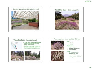 8/3/2014
25
© Project SOUND
Something smaller and shrubby in front
© Project SOUND
*Rose/Blue Sage – Salvia pachyphylla
©2008 Curtis Croulet
 S High Sierras, Tehachapi Mountain Area,
San Bernardino Mountains, Peninsular
Ranges, Desert Mountains
 Dry slopes, pinyon/juniper to yellow-pine
forest, 5,000 to 10,000 ft (1,500 to
3,000 m) usually in decomposed granite
© Project SOUND
*Rose/Blue Sage – Salvia pachyphylla
©2008 Curtis Croulet
http://ucjeps.berkeley.edu/cgi-bin/get_JM_treatment.pl?4745,4865,4883
http://prairiebreak.blogspot.com/2013/09/santa-rosa-mountain-or-bust.html
© Project SOUND
Rose sage: one of our prettiest Salvias
 Size:
 2-3 ft tall
 2-3 ft wide
 Growth form:
 Mounded sub-shrub
 Very dense branch pattern
 Fairly fast growth
 Foliage:
 Pale green to gray-green –
depends on light, water
 Leaves spoon-shaped
 Aromatic on touch – like a sweet
White Sage scent
©2008 Curtis Croulet
 