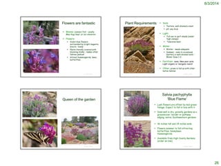 8/3/2014
26
© Project SOUND
Flowers are fantastic
 Blooms: summer/fall – usually
May-Aug/Sept. at our elevation
 Flowers:
 Violet-blue flowers
surrounded by bright magenta
bracts ; lovely
 Plants literally covered with
blooming stalks – makes other
Salvias jealous!
 Attract hummingbirds, bees,
butterflies
©2006 Steven Thorsted
©2011 Steven Thorsted
© Project SOUND
Plant Requirements  Soils:
 Texture: well-drained a must
 pH: any local
 Light:
 Full sun to part-shade (under
high canopy)
 Tolerates heat
 Water:
 Winter: needs adequate
 Summer: none to occasional
(better) in well-drained soils –
Water Zone 1-2.
 Fertilizer: none; likes poor soils.
Light organic or inorganic mulch
 Other: prune in fall as with other
native Salvias©2011 Steven Thorsted
© Project SOUND
Queen of the garden
http://www.laspilitas.com/nature-of-california/plants/salvia-pachyphylla
http://acantholimon.blogspot.com/2014/03/plant-select-super-xerics.html
Salvia pachyphylla
‘Blue Flame’
 Lush flowers are offset by mid-green
foliage. Expect to fall in love with it
 Does well in dry, gravelly gardens as a
groundcover, border or pathway
edging, native Southwestern gardens
 36 inches tall and 24 inches wide
 Flowers summer to fall attracting
butterflies, honeybees.
Hummingbirds
 Available from High County Gardens
(order on-line)
© Project SOUND
http://www.highcountrygardens.com/perennial-
plants/salvia/salvia-pachyphylla-blue-flame
 