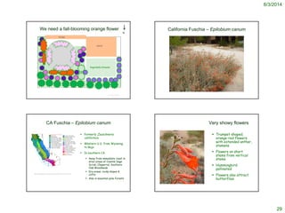 8/3/2014
29
We need a fall-blooming orange flower
© Project SOUND
porch
house
Vegetable/Annuals
N
California Fuschia – Epilobium canum
CA Fuschia – Epilobium canum
 Formerly Zauschneria
californica
 Western U.S. from Wyoming
to Baja
 In southern CA
 Away from immediate coast in
drier areas of Coastal Sage
Scrub, Chaparral, Southern
Oak Woodlands
 Dry areas, rocky slopes &
cliffs
 Also in mountain pine forests
http://ucjeps.berkeley.edu/cgi-bin/get_JM_treatment.pl?5263,5410,5414
Very showy flowers
 Trumpet-shaped,
orange-red flowers
with extended anther,
stamens
 Flowers on short
stems from vertical
stems
 Hummingbird
pollinated
 Flowers also attract
butterflies
 