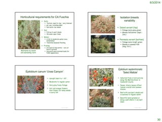 8/3/2014
30
Horticultural requirements for CA Fuschia
 Soils:
 Texture: sand to clay – very tolerant
 pH: any, including alkali
 Nutrients: low needs
 Sun:
 Full sun to part shade
 Ok under open trees
 Water:
 Little to moderate water once
established
 Tolerates seasonal flooding
 Pruning:
 Cut back in late winter – can cut
back to ground
 Can pinch back terminal buds for
fuller appearance
Multiplies by seeds
and spreading roots
Isolation breeds
variability
 Island variant (top)
 Foliage more gray-green
 Blooms fall/winter (Sept.-
Jan.)
 Peninsula variant (bottom)
 Foliage more bright green
 Blooms in summer/fall
(Aug.-Oct.)
http://nnvesj.org/Y04/Ed13/NativeGarden2.htm
Epilobium canum ‘Uvas Canyon’
 Upright habit to ~ 20”
 Moderate to regular water
 Very grey fuzzy foliage
 Hot red-orange flowers
that flower for many weeks
in early fall
© Project SOUND
http://camissonia.blogspot.com/2011/11/california-fuchsias-red-hot-hotties-in.html
Epilobium septentrionalis
'Select Mattole'
 Selected from a rock outcrop
along the Mattole River in
Humboldt County
 Dense, silvery leaves offset
tubular scarlet late summer
blooms.
 Best with sun/part-shade and
occasional to regular water.
 Beautiful amid grasses or
along a wall where it can spill
down.
© Project SOUND
http://www.yerbabuenanursery.com/viewplant.php?pid=901
 