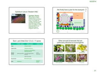 8/3/2014
31
Epilobium canum ‘Western Hills’
 Zauschneria ‘Western
Hills’ makes an upright,
shrubby plant, to 70cm,
clothed in small grey-green
leaves. The orange-red
trumpet, produced in a long
succession, are held well
above the foliage on twiggy
stems. I’ve planted it in the
dry garden next to the
dusky pink flowered
Origanum ‘Santa Cruz’.
© Project SOUND
http://lambley.com.au/garden-notes/californian-plants-for-an-australian-dry-garden
We finally have a plan for the backyard
© Project SOUND
porch
house
Vegetable/Annuals
N
6’
4’
Back yard (Water Zone 1-2 to 2) – 7+ species
Winter-spring Spring-summer Summer-fall
Trees Chilopsis linearis
Large shrubs Calliandra californica
Smaller
shrubs
Salvia leucantha
Penstemon centranthifolius;
Salvia pachyphylla
Lavandula angustifolia
‘Hidcote’
Salvia leucantha
Salvia
leucantha
Groundcover Monardella villosa
Other Wildflowers
Epilobium
canum
© Project SOUND © Project SOUND
Other annuals & biennials that are
particularly attractive to hummingbirds
Circium occidentale
Clarkia unguiculata
Collinsia heterophylla
Lupinus species
Oenothera elata
Annual Salvias
http://www.calfloranursery.com/pages_whatsnew/whatsnewmay07.html
 