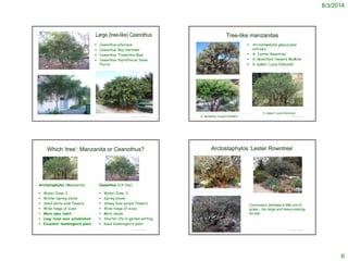 8/3/2014
6
Large (tree-like) Ceanothus
 Ceanothus arboreus
 Ceanothus ‘Ray Hartman’
 Ceanothus ‘Trewethin Blue’
 Ceanothus thyrsiflorus ‘Snow
Flurry’
© Project SOUNDhttp://www.goldrushnursery.com/index.cfm/fuseaction/plants.plantDetail/plant_id/130/index.htm
http://www.contracosta.watersavingplants.com/eplant.php?plantnum=24340&return=l12
Tree-like manzanitas
 Arctostaphylos glauca (and
cultivars
 A. ‘Lester Rowntree’
 A. densiflora ‘Howard McMinn’
 A. bakeri 'Louis Edmunds‘
© Project SOUND
A. bakeri ‘Louis Edmunds’
http://www.californianativeplants.com/index.php/catalog/item/arctostaphylos-bakeri-louis-
edmunds
A. densiflora ‘Howard McMinn’
http://www.pacifichorticulture.org/articles/arctostaphylos-for-pacific-northwest-gardens/
Which ‘tree’: Manzanita or Ceanothus?
Arctostaphylos (Manzanita)
 Water Zone: 2
 Winter-spring bloom
 Small white-pink flowers
 Wide range of sizes
 More open habit
 Long-lived once established
 Excellent hummingbird plant
Ceanothus (CA lilac)
 Water Zone: 2
 Spring bloom
 Showy blue-purple flowers
 Wide range of sizes
 More dense
 Shorter life in garden setting
 Good hummingbird plant
© Project SOUND
Arctostaphylos ‘Lester Rowntree’
© Project SOUND
http://www.cnps.org/cnps/grownative/tips/pruning03-levin.php
Conclusion: perhaps a little out of
scale - too large and heavy-looking
for site
 