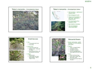 8/3/2014
9
© Project SOUND
*Baker’s manzanita – Arctostaphylos bakeri
 Narrow endemic – small area of
Sonoma County
 Rare/endangered in wild
 Chaparral and woodlands, in
open areas – generally on
serpentine soils
 First described by Alice
Eastwood in 1934
 Much debate on taxonomy
 AKA Arctostaphylos
stanfordiana bakeri
© Project SOUND
*Baker’s manzanita – Arctostaphylos bakeri
©1995 David Graber
http://ucjeps.berkeley.edu/cgi-bin/get_JM_treatment.pl?3449,3454,3457
© Project SOUND
Small tree size
 Size:
 6-10 (usually 6-8) ft tall
 6-8 ft wide
 Growth form:
 Large shrub/small tree
 Upright & open – often used
for shape
 Nice branch structure – and
dark (purple/brown) bark
 Foliage:
 Medium green
 Leaves simple, oval, held
mostly upright – may be
rough or fuzzy
http://commons.wikimedia.org/wiki/Category:Arctostaphylos_bakeri#me
diaviewer/File:Arctostaphylos_bakeri_ssp._bakeri_-
_University_of_California_Botanical_Garden_-_DSC09037.JPG
http://www.baynatives.com/plants/Arctostaphylos-bakeri/
© Project SOUND
Manzanita flowers
 Blooms: early spring – usually
Feb-Mar in S. CA, but may be
even earlier
 Flowers:
 Small, urn-shaped flowers
 In dangling clusters
 Pink (light to medium)
 Attract hummingbirds and
long-tongued butterflies, bees
 Fruits:
 Dryish red-brown drupe
 Can be used to make ‘cider’,
jelly, syrup, ‘mush’
 Fruit-eating birds will take up
the slack
 