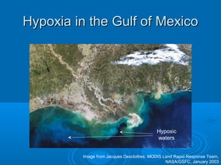 Hypoxia in the Gulf of MexicoHypoxia in the Gulf of Mexico
Hypoxic
waters
Image from Jacques Descloitres, MODIS Land Rapid Response Team,
NASA/GSFC, January 2003
 