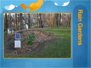 Rain Gardens