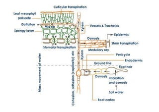 Plant Water Relation | PDF