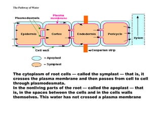 Plant Water Relation | PDF