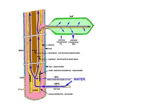 Plant Water Relation | PDF