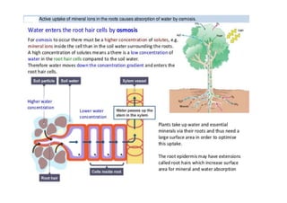 Plant Water Relation | PDF