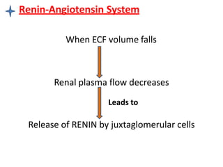 Renin-Angiotensin System
When ECF volume falls
Renal plasma flow decreases
Leads to
Release of RENIN by juxtaglomerular cells
 