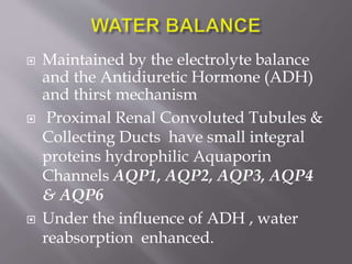  Maintained by the electrolyte balance
and the Antidiuretic Hormone (ADH)
and thirst mechanism
 Proximal Renal Convoluted Tubules &
Collecting Ducts have small integral
proteins hydrophilic Aquaporin
Channels AQP1, AQP2, AQP3, AQP4
& AQP6
 Under the influence of ADH , water
reabsorption enhanced.
 