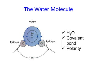 The Water Molecule
 H2O
 Covalent
bond
 Polarity
 