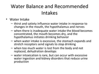 Water Balance and Recommended Intakes <ul><li>Water Intake </li></ul><ul><ul><li>thirst and satiety influence water intake...