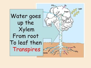 water and mineral transport in plants.pptx