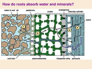 water and mineral transport in plants.pptx