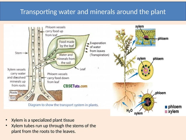 water and mineral transport in plants.pptx