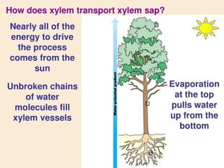 water and mineral transport in plants.pptx