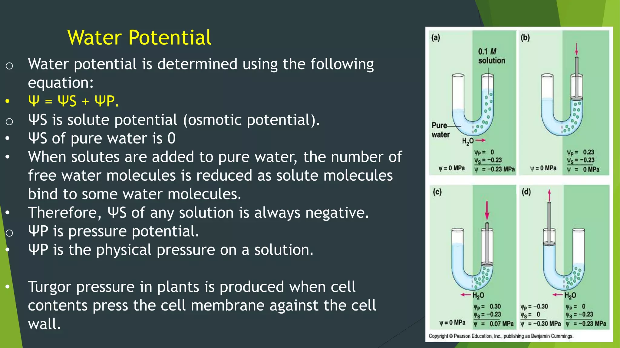 Water and solute transport in plant ppt | PPTX