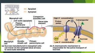 Water and solute transport in plant ppt | PPTX