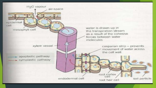 Water and solute transport in plant ppt | PPTX | Biological Sciences ...