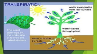 Water and solute transport in plant ppt | PPTX