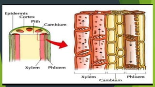 Water and solute transport in plant ppt | PPTX