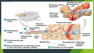 Water and solute transport in plant ppt | PPTX