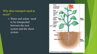 Water and solute transport in plant ppt | PPTX