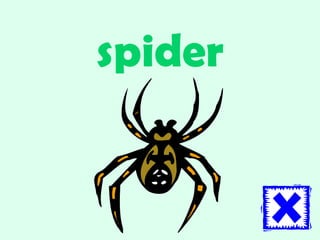 spider 