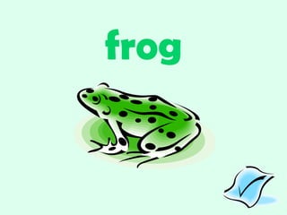 frog 