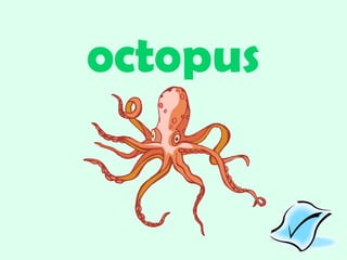 octopus 