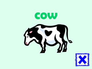 cow 