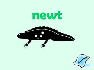 newt 