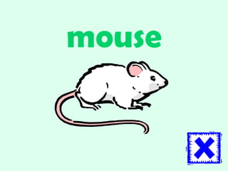 mouse 