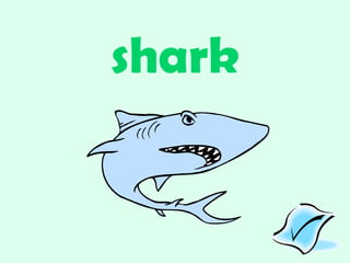shark 