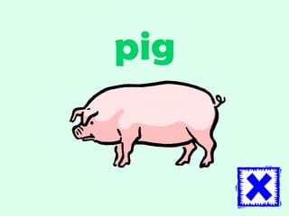 pig 