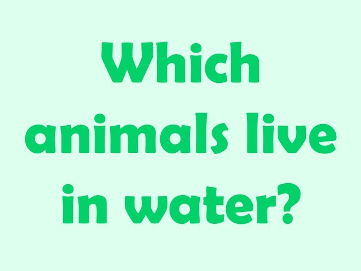 Water or land animals