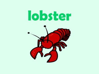lobster
 