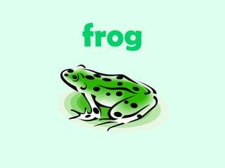 frog
 