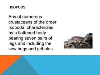 ISOPODS
Any of numerous
crustaceans of the order
Isopoda, characterized
by a flattened body
bearing seven pairs of
legs and including the
sow bugs and gribbles.
 