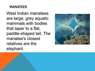 MANATEES
West Indian manatees
are large, grey aquatic
mammals with bodies
that taper to a flat,
paddle-shaped tail. The
manatee's closest
relatives are the
elephant.
 