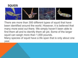 SQUIDS
There are more than 300 different types of squid that have
been identified around the world. However, it is believed that
many more exist out there. We simply haven’t been able to
find them all and to identify them all yet. Some of the larger
squid can weigh more than 1,000 pounds.
Many species of squid have a life span that is only about one
year.
 