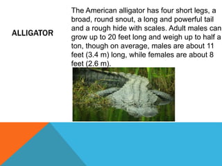 ALLIGATOR
The American alligator has four short legs, a
broad, round snout, a long and powerful tail
and a rough hide with scales. Adult males can
grow up to 20 feet long and weigh up to half a
ton, though on average, males are about 11
feet (3.4 m) long, while females are about 8
feet (2.6 m).
 