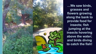 …We saw birds,
grasses and
flowers growing
along the bank to
provide food for
insects; fish
jumping at the
insects hovering
above the water;
and birds diving
to catch the fish!
 