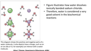This diagram shows the positive and negative parts of a
water molecule. It also depicts how a charge, such as on
an ion (Na or Cl, for example) can interact with a water
molecule.
• Figure illustrates how water dissolves
ionically bonded sodium chloride.
• Therefore, water is considered a very
good solvent in the biochemical
reactions
Shiny C Thomas, Department of Biosciences, ADBU
 